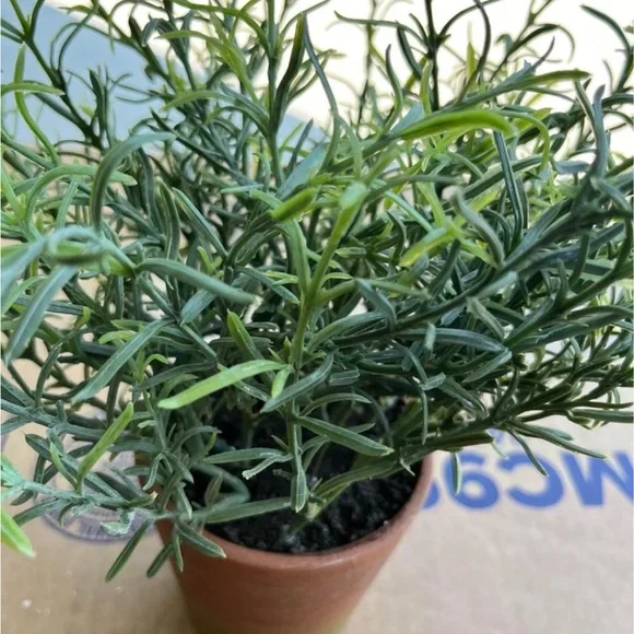ARTIFICIAL ROSEMARY PLANT IN RUSTIC POT - Picture 2 of 6